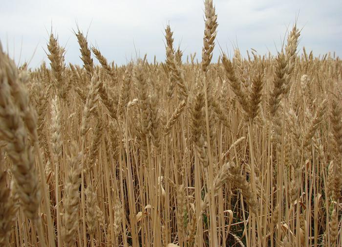 Турция проведет переговоры с Катаром о поставках 1 млн тонн зерна из России